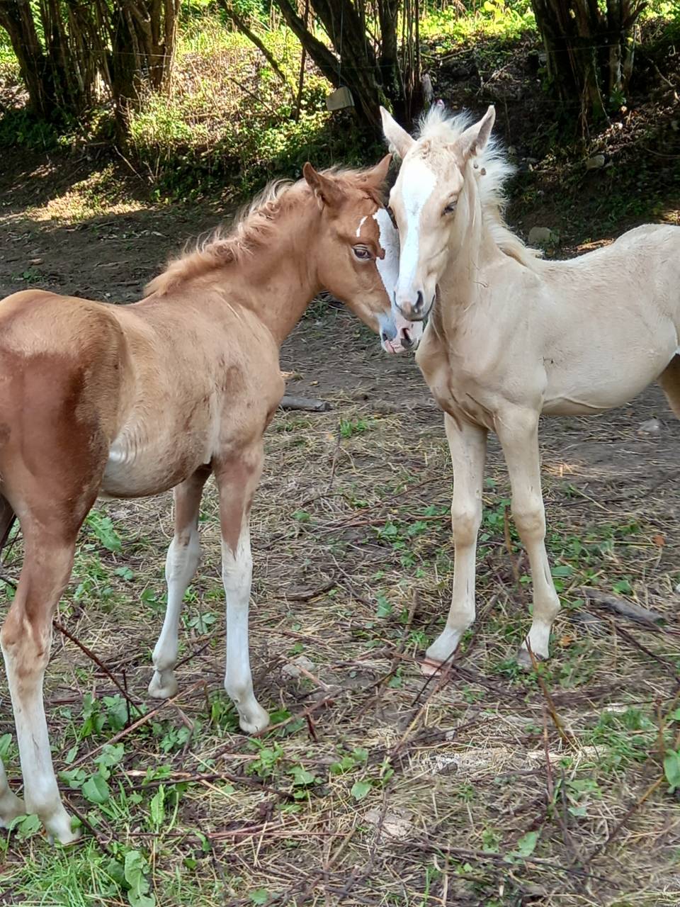 2 pouliches Alzanes et 1 poulain Palomino  de 2025!!!!