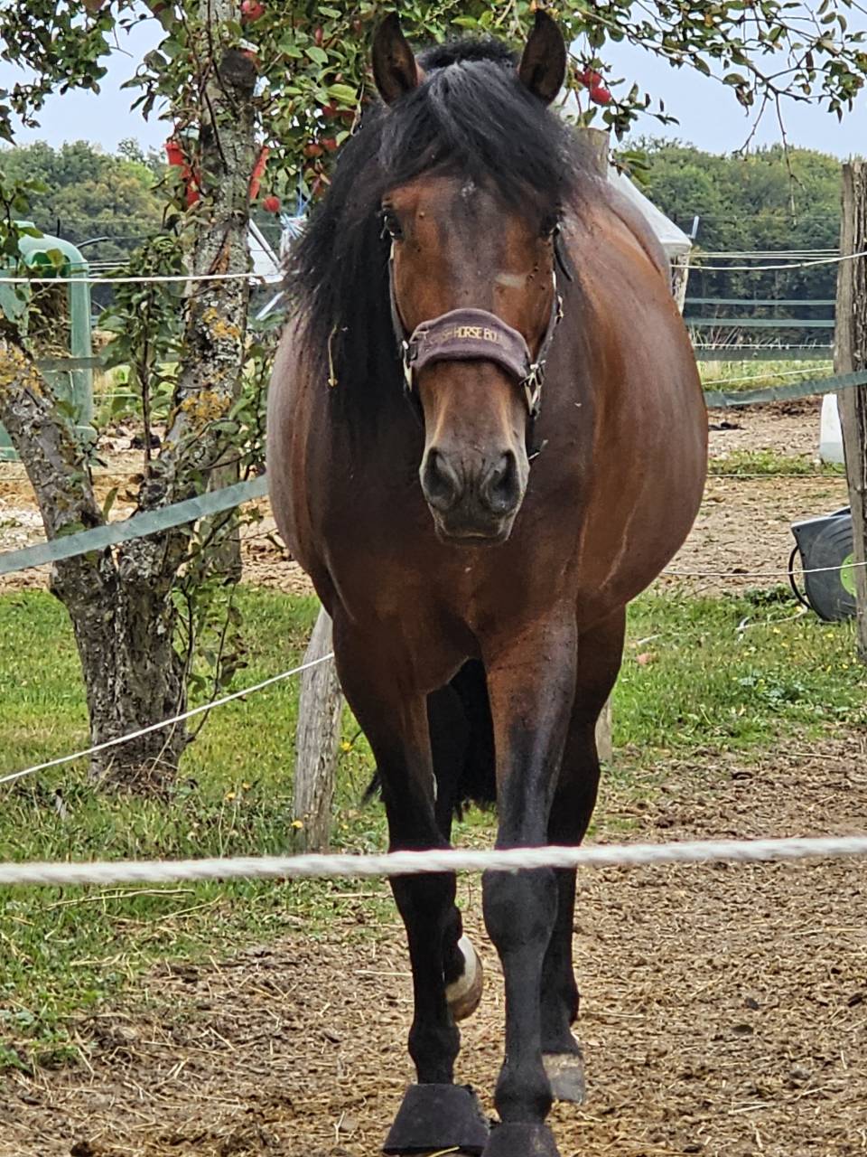 A vendre Pure Race Espagnole P.P de 6 ans entier 