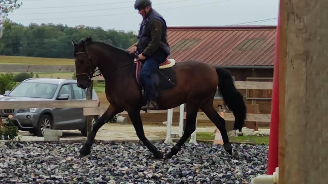 A vendre Pure Race Espagnole P.P de 6 ans entier 