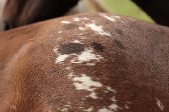 Felicity pouliche Appaloosa