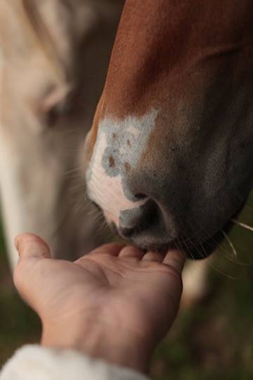 Felicity pouliche Appaloosa
