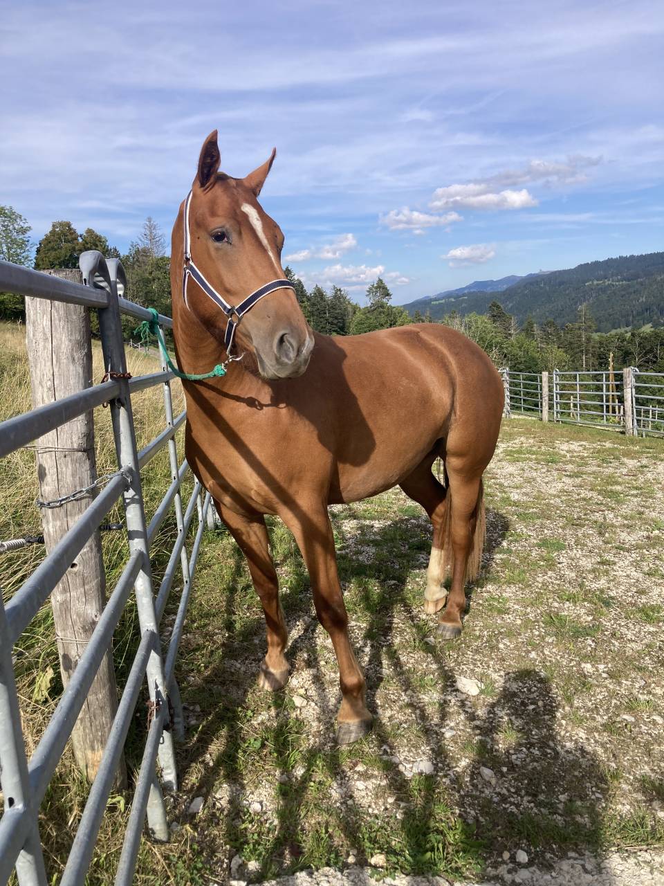 Pouliche FM de 2 ans et demi