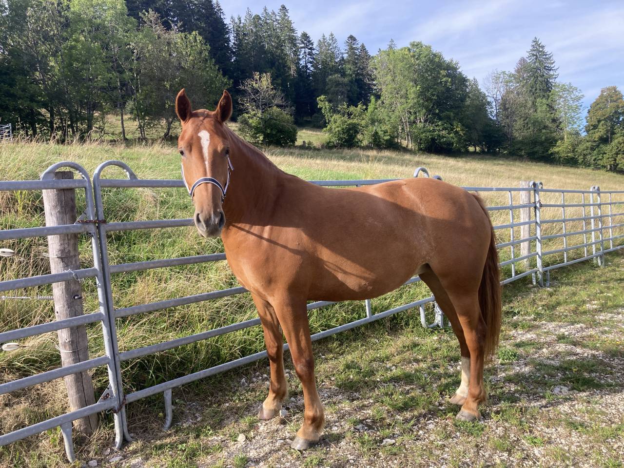 Pouliche FM de 2 ans et demi