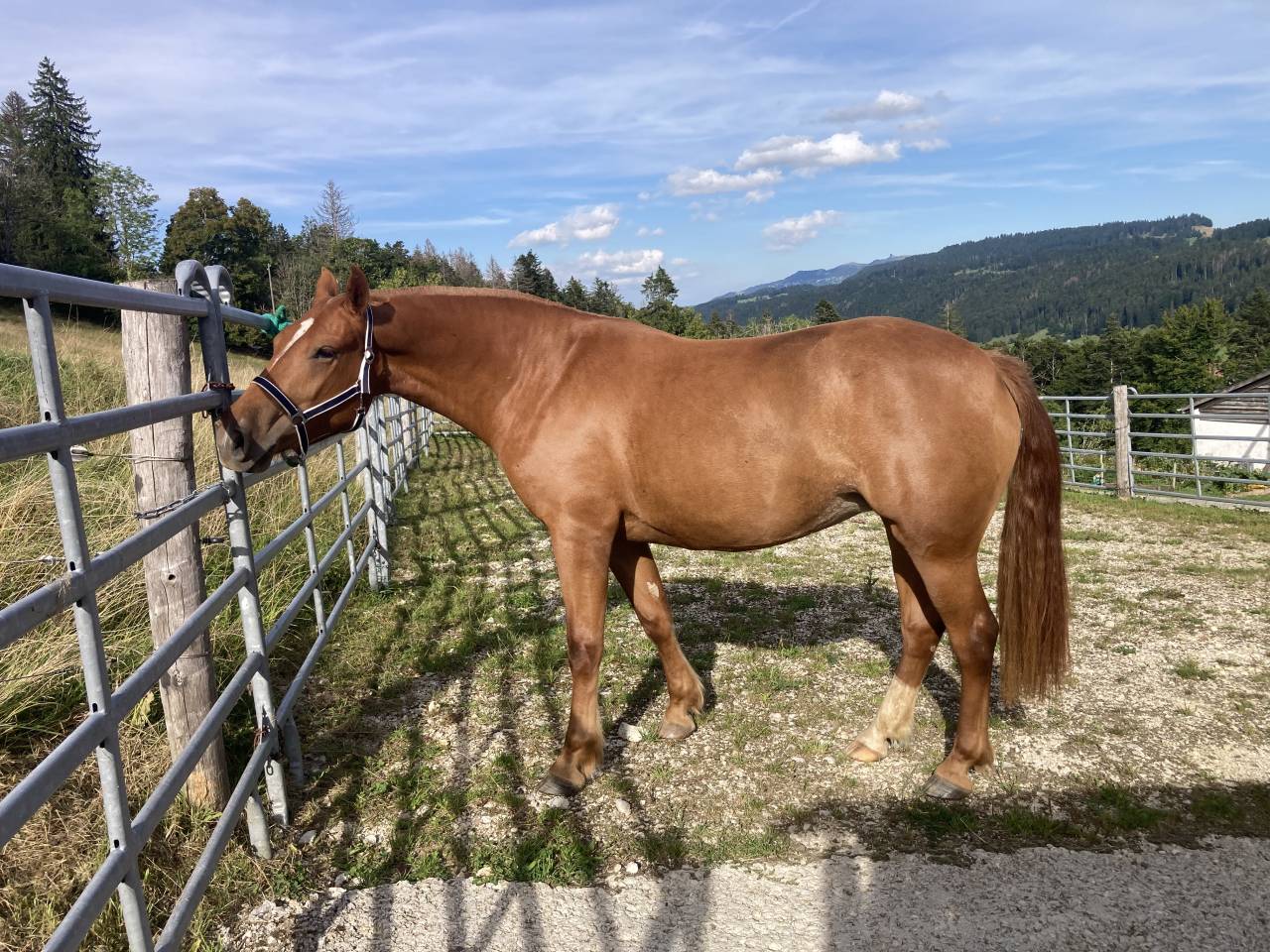 Pouliche FM de 2 ans et demi