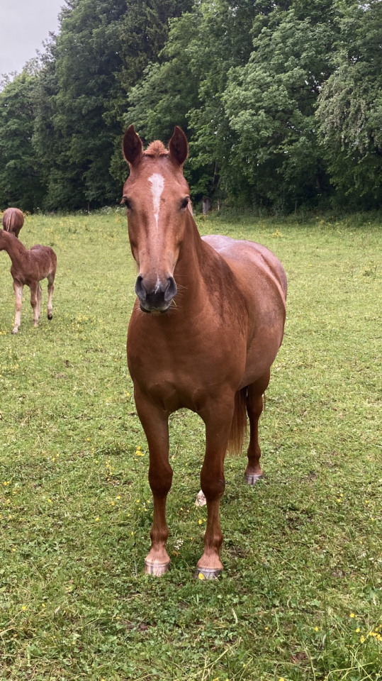 Pouliche FM de 2 ans et demi