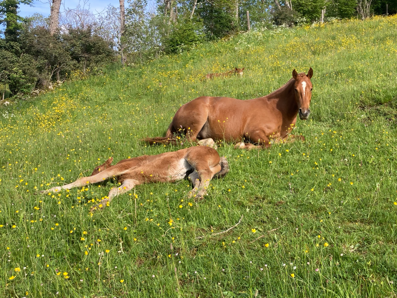 Pouliche FM de 2 ans et demi