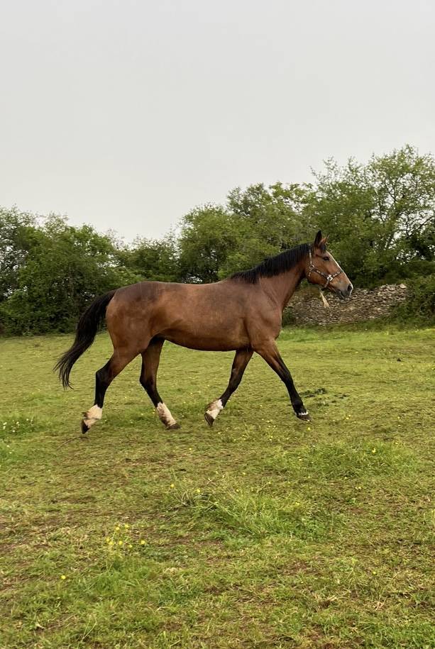 Poulinière sf pleine 