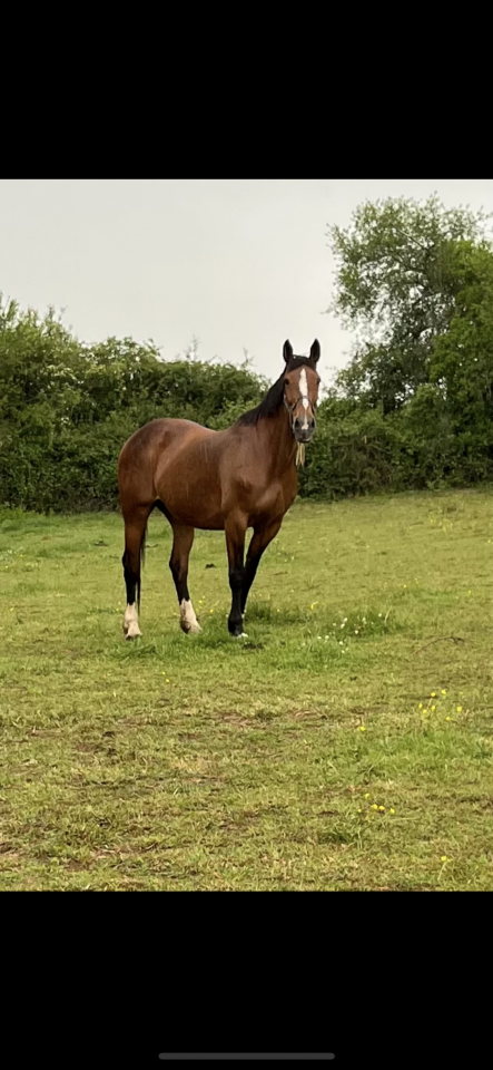 Poulinière sf pleine 