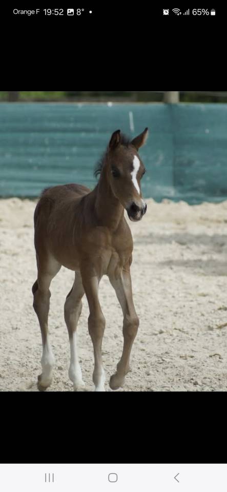 Poney PFS Hongre 2024 Izar de la Fosse