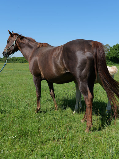 Quarter horse - Stormy du TR