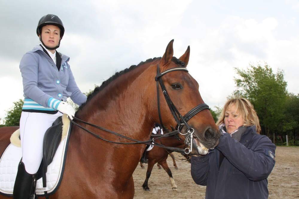 VENDS  POULICHES OC  NÉES  DE PARENTS PP PRE