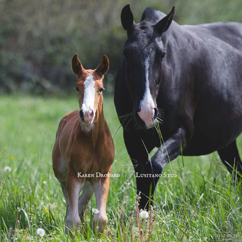 Poulain - 2023 - PSL - élevage Karen Drouard
