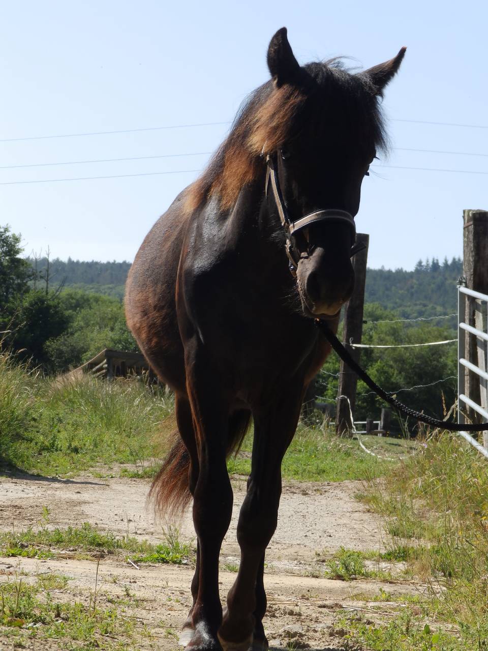 Hongre - futur grand C, petit D - 1 an - PP