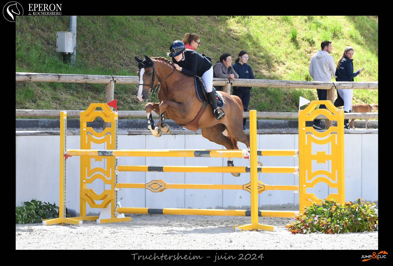 À vendre – Cheval Selle Français de 9 ans