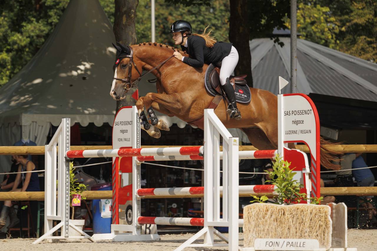 À vendre – Cheval Selle Français de 9 ans