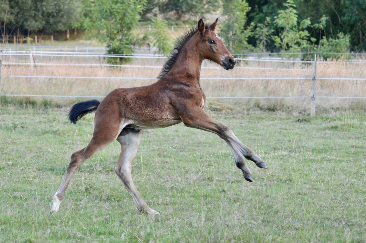 Poulain SF 2025 à vendre