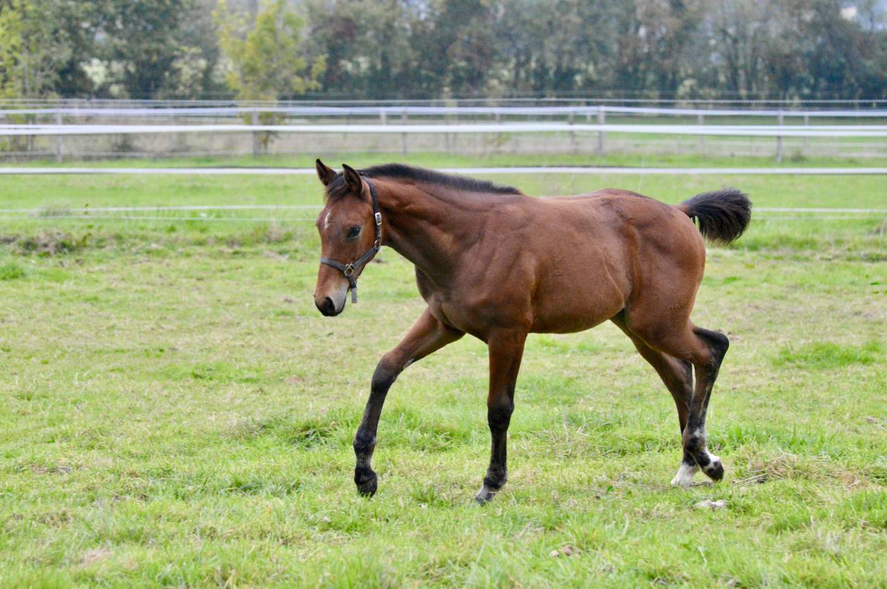 Poulain SF 2025 à vendre