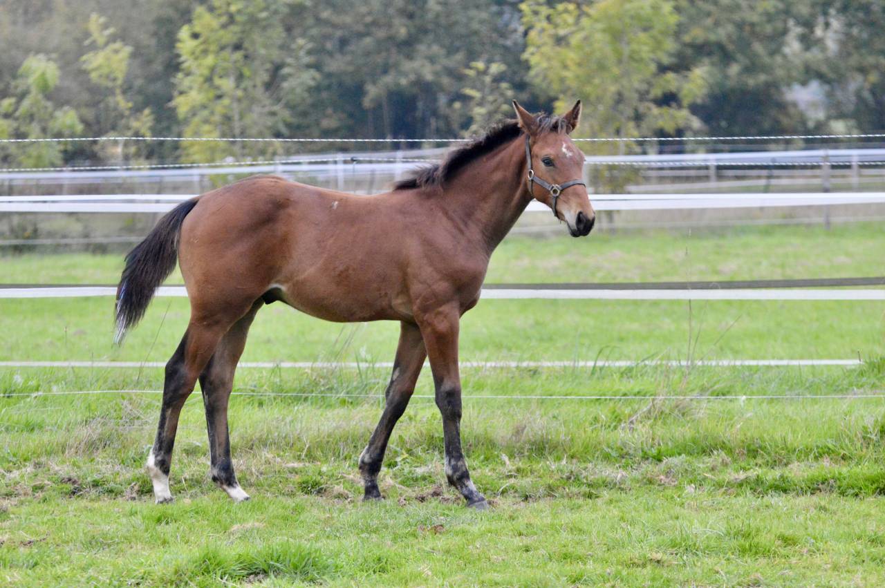 Poulain SF 2025 à vendre