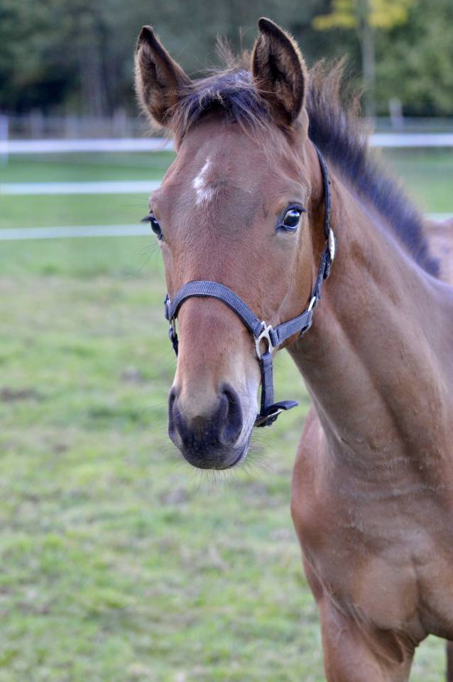 Poulain SF 2025 à vendre