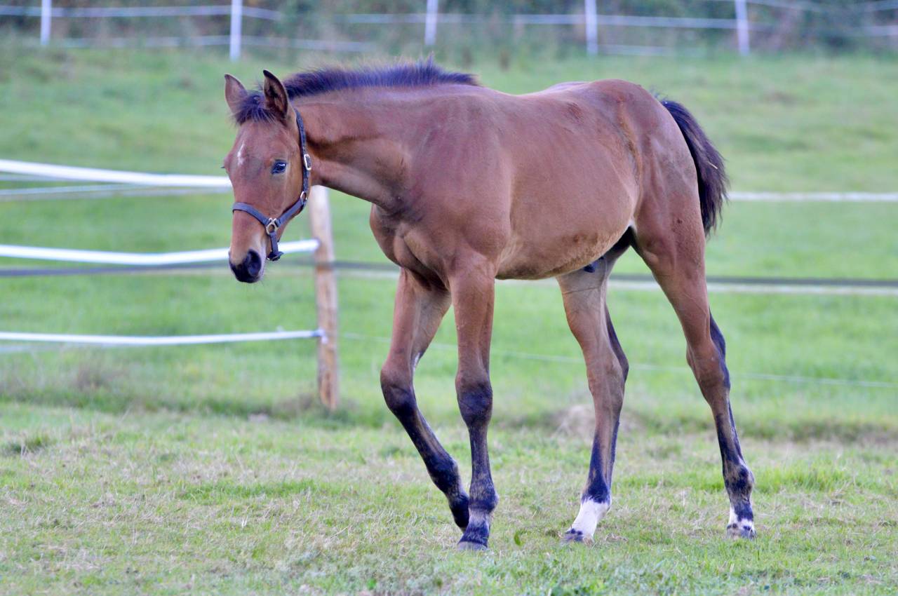 Poulain SF 2025 à vendre