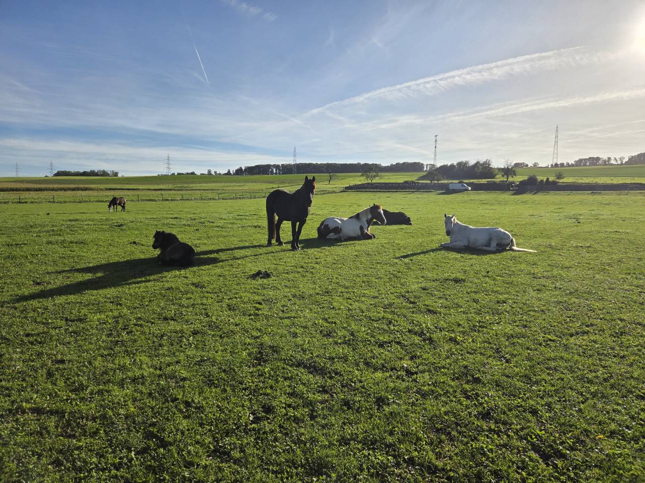Stabulation libre pour chevaux 