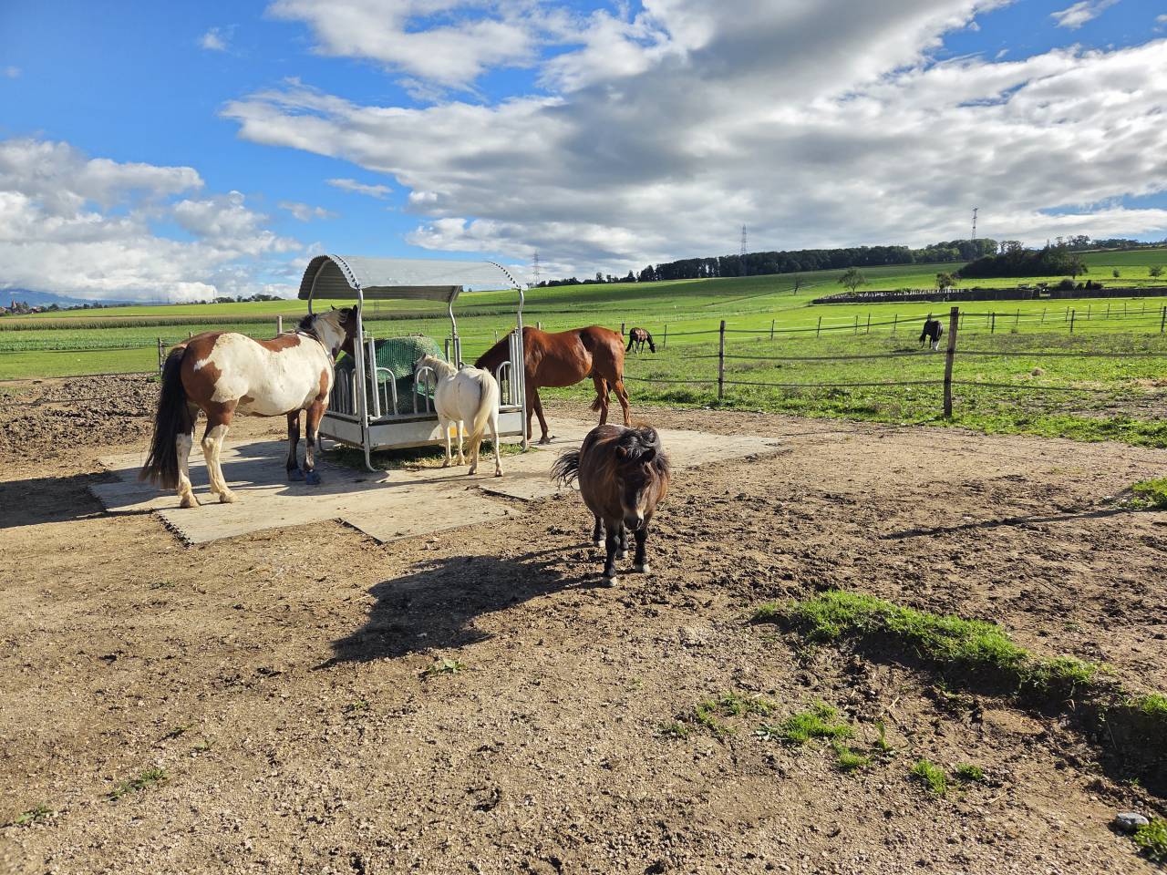 Stabulation libre pour chevaux 