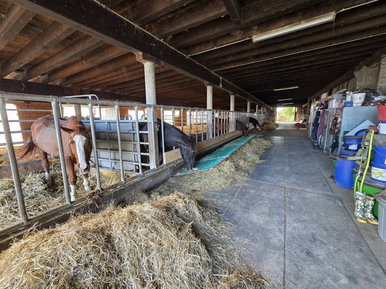 Stabulation libre pour chevaux 