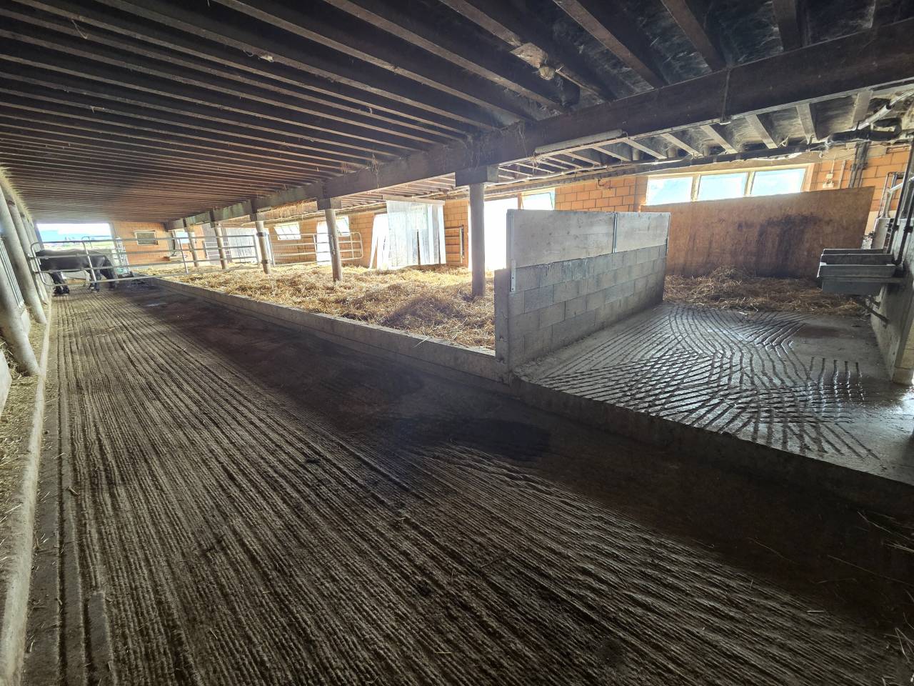 Stabulation libre pour chevaux 