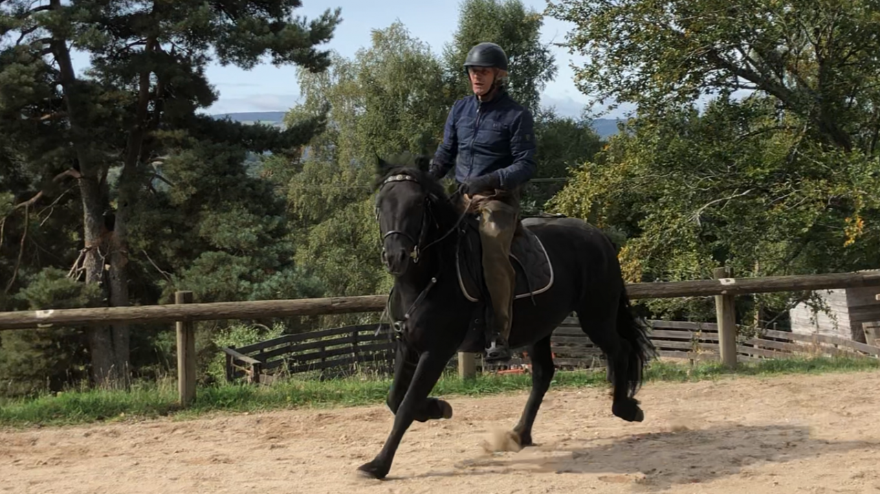 Jument Mérens 4 ans 