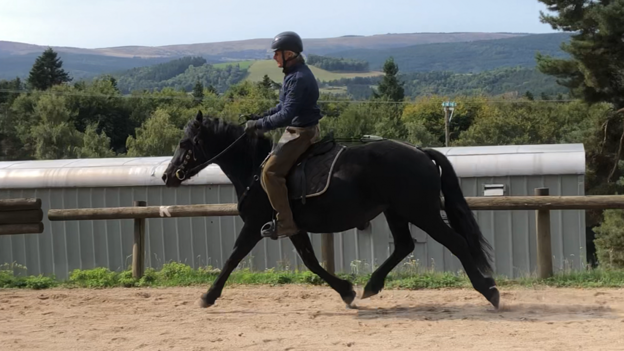 Jument Mérens 4 ans 