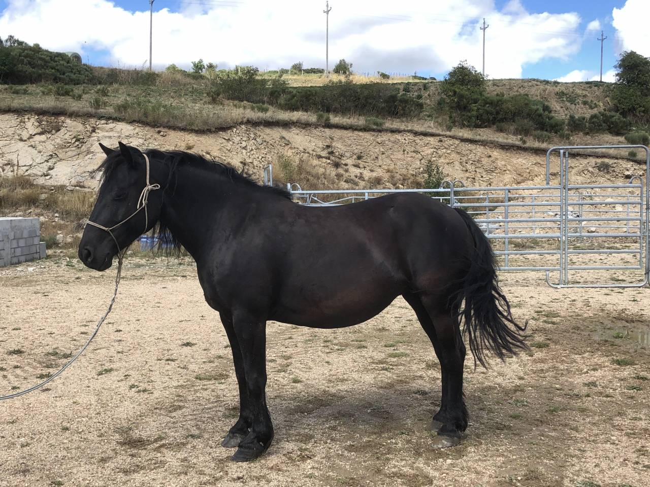 Jument Mérens de 9 ans 