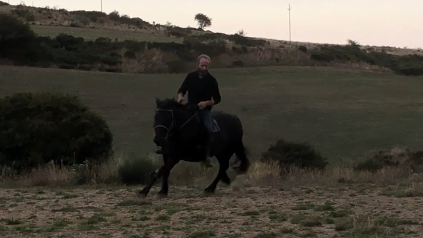 Jument Mérens de 9 ans 