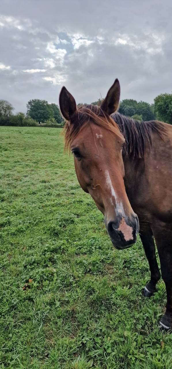 Poulinière Selle Français Originel, 3.5 pts PACE
