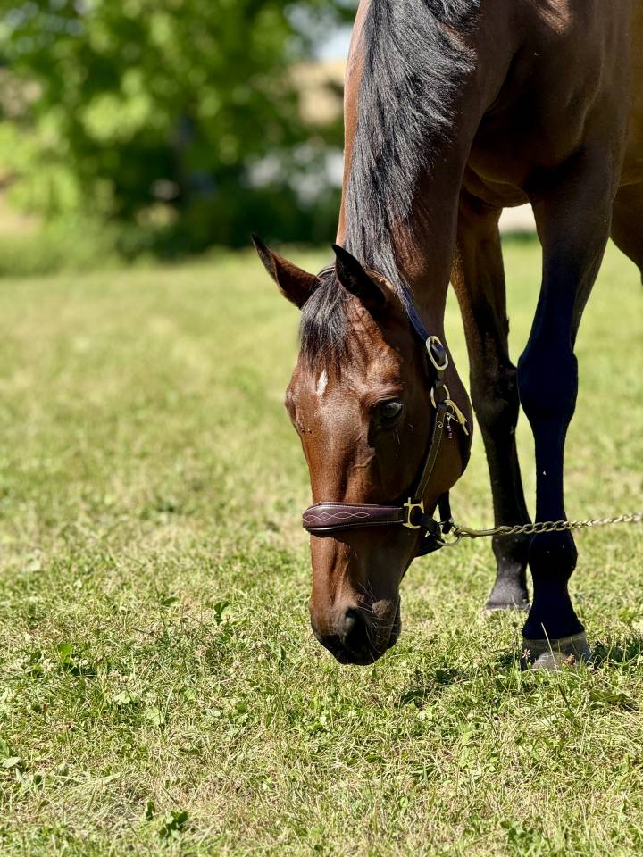 Jument pur sang 7 ans 