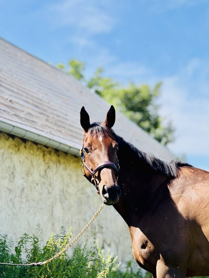 Jument pur sang 7 ans 