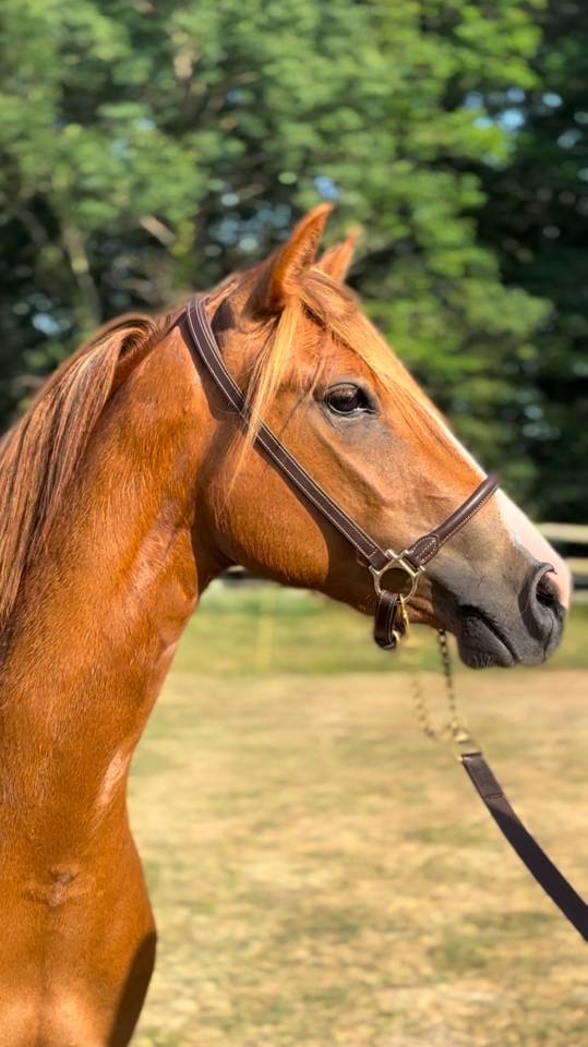 Ponette PFS 3 ans gestante pour 2026