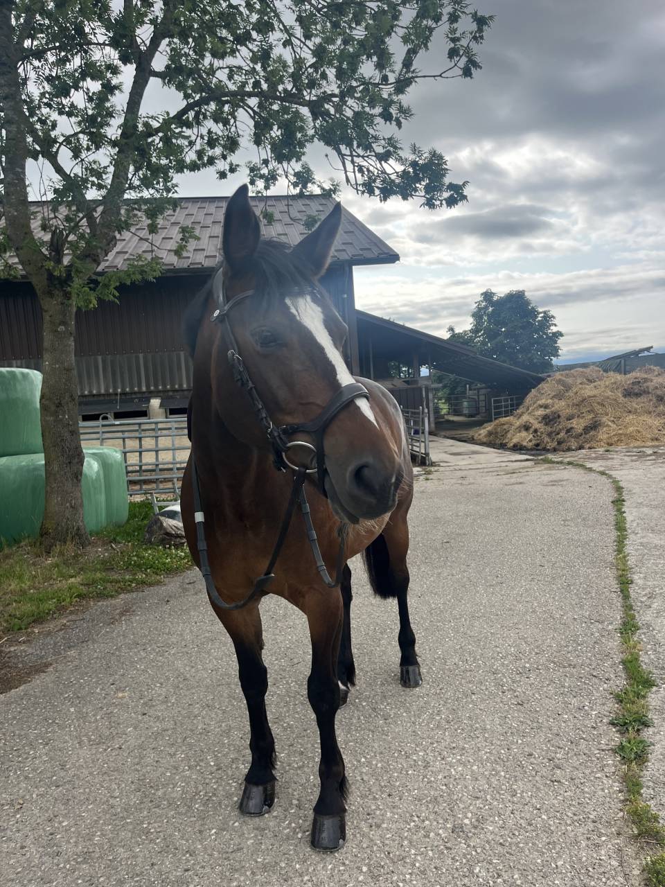 Jument cherche cavalière pour balade 