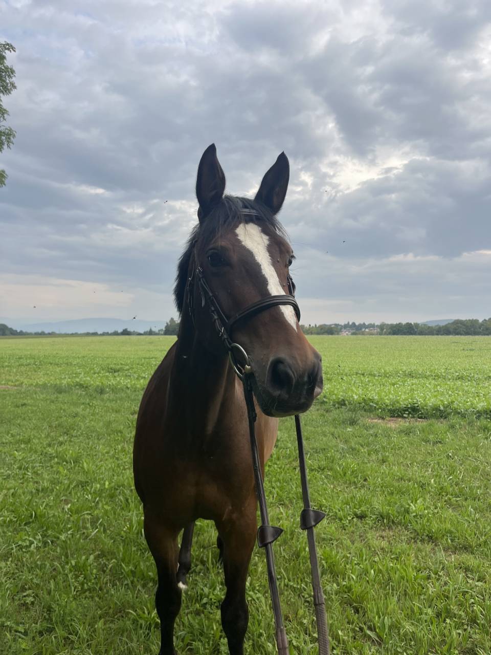 Jument cherche cavalière pour balade 