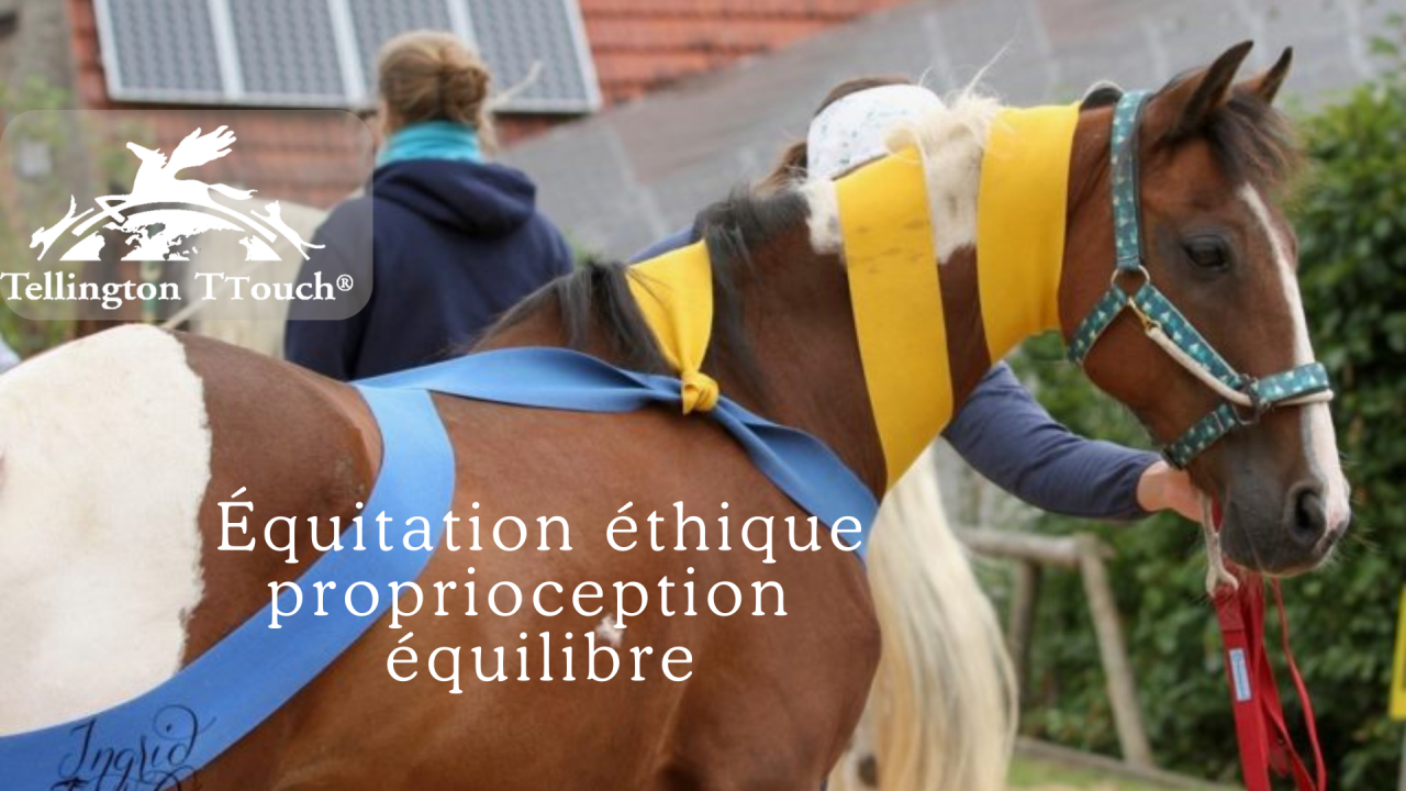 Formation Tellington TTouch