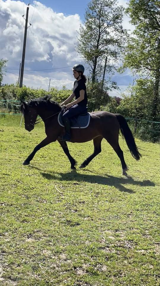 Offre Demi-pension pour jument à Genève