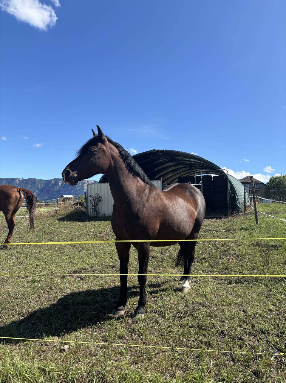 Offre Demi-pension pour jument à Genève