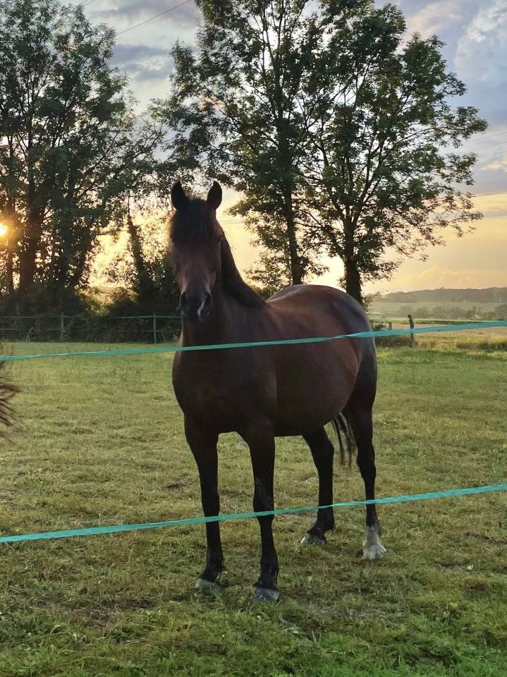 Offre Demi-pension pour jument à Genève