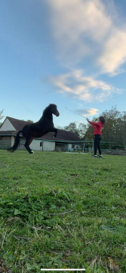 Offre Demi-pension pour jument à Genève