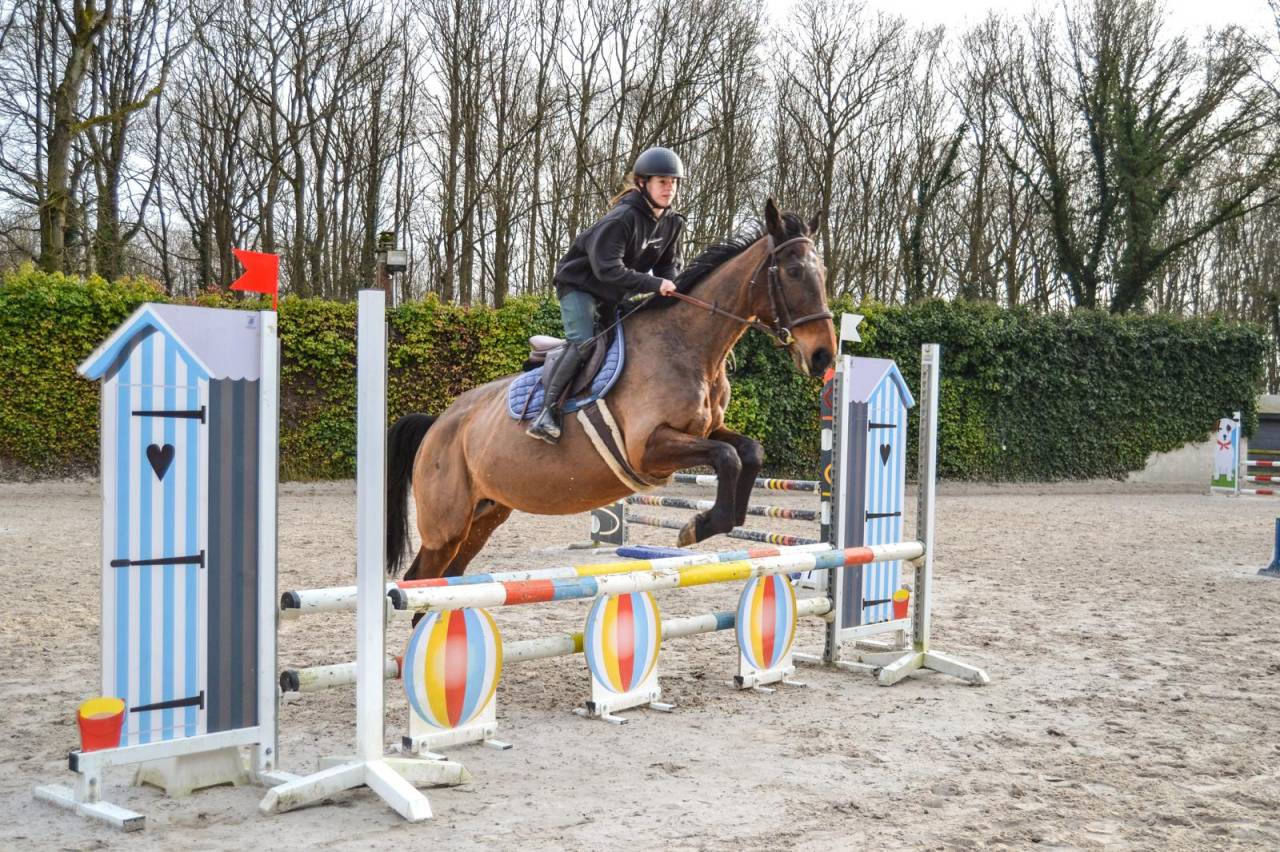 Jument de loisir et poulinière