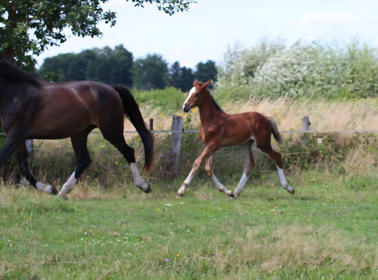Pouliche CSO bai foncée gros potentiel souche 145