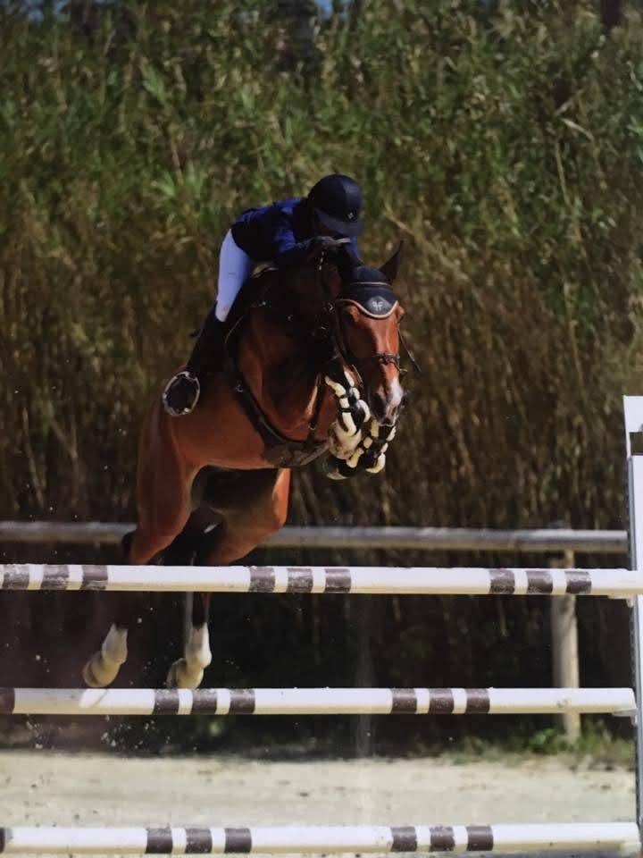 Pouliche CSO bai foncée gros potentiel souche 145