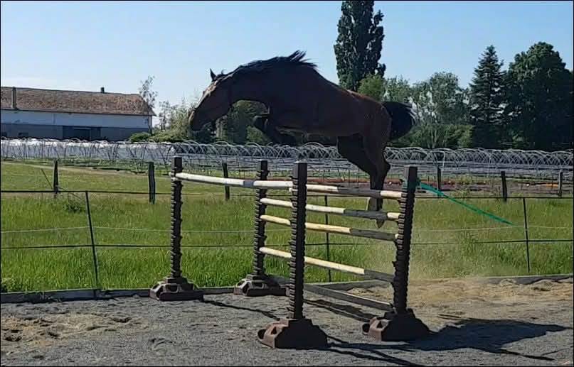 Pouliche CSO bai foncée gros potentiel souche 145