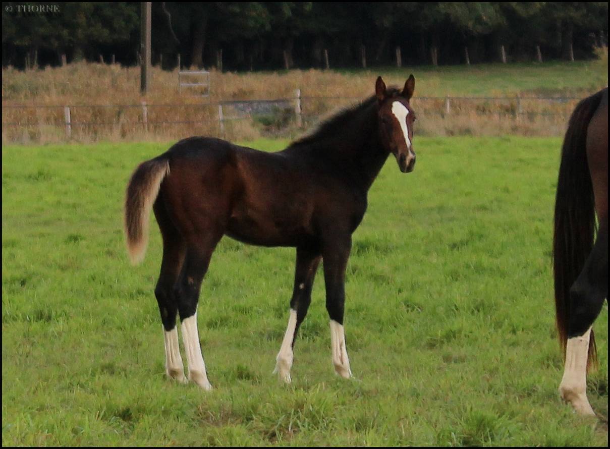 Pouliche CSO bai foncée gros potentiel souche 145