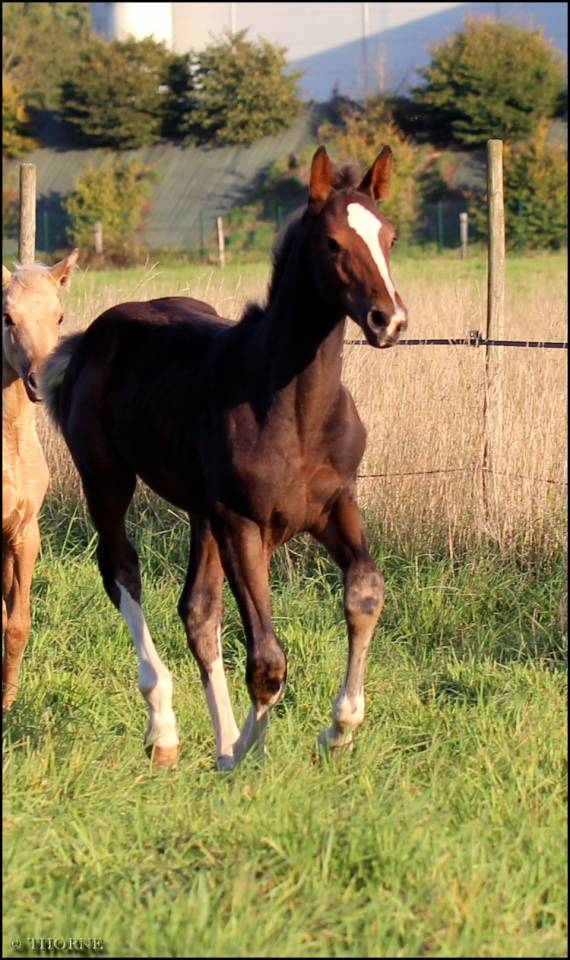 Pouliche CSO bai foncée gros potentiel souche 145