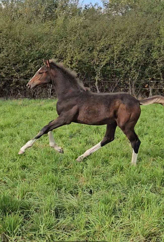 Pouliche CSO bai foncée gros potentiel souche 145